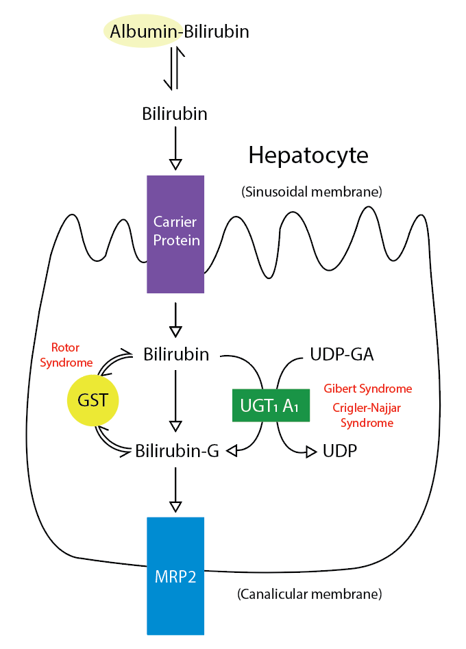 <p>Metabolic Pathway for Bilirubin in the Hepatocyte