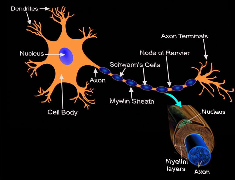 Histology Schwann Cells Article