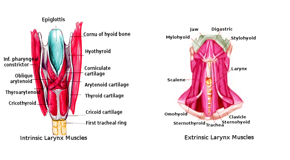 Anatomy Larynx