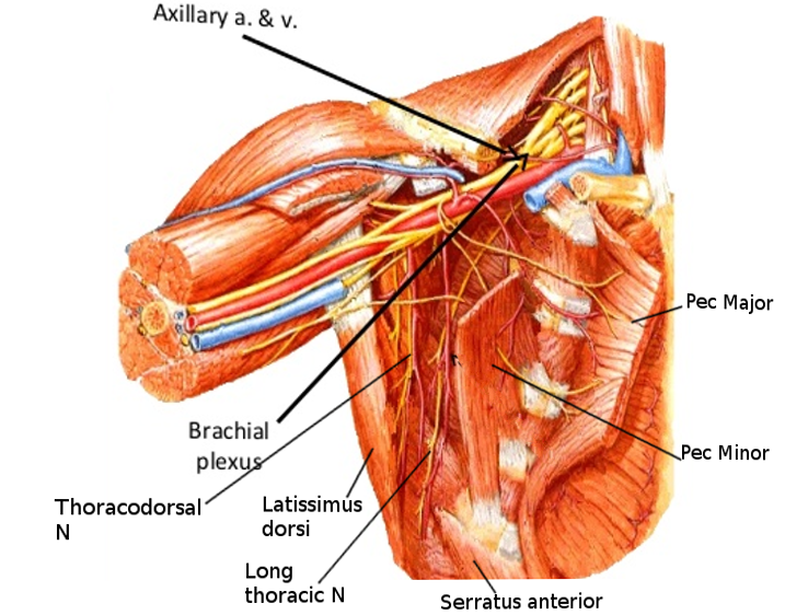 Anatomy Shoulder And Upper Limb Axilla Article The Best Porn Website