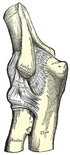 Anatomy Shoulder And Upper Limb Elbow Collateral Ligaments