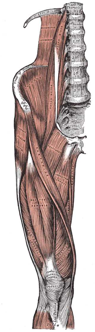 Anatomy Bony Pelvis And Lower Limb Iliopsoas Muscle Treatment