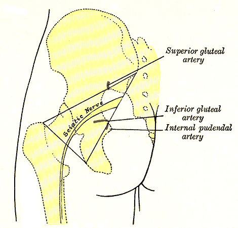 Anatomy Sciatic Nerve Article