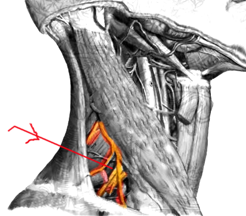 Anatomy Head And Neck Inter Scalene Triangle Treatment Management