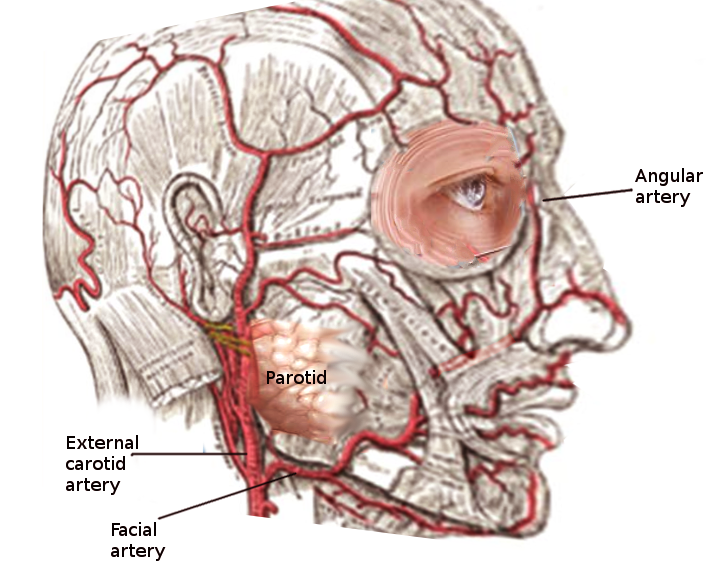 Anatomy Head And Neck Facial Arteries Article StatPearls