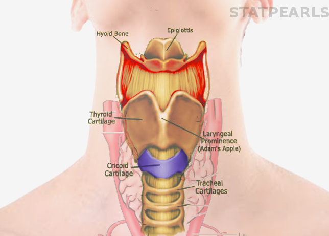 Anatomy Head And Neck Cricoid Cartilage Article Statpearls