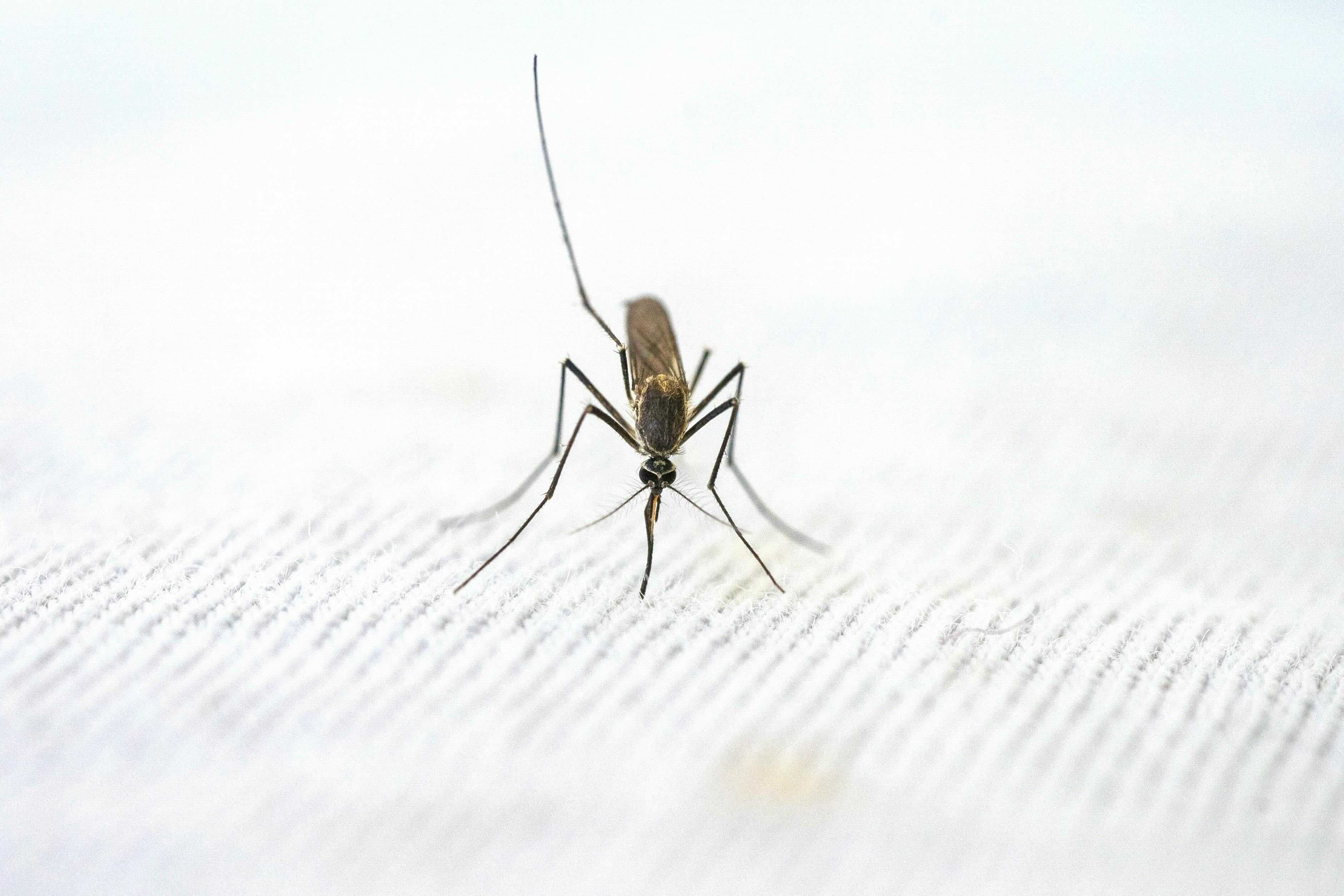 Malaria