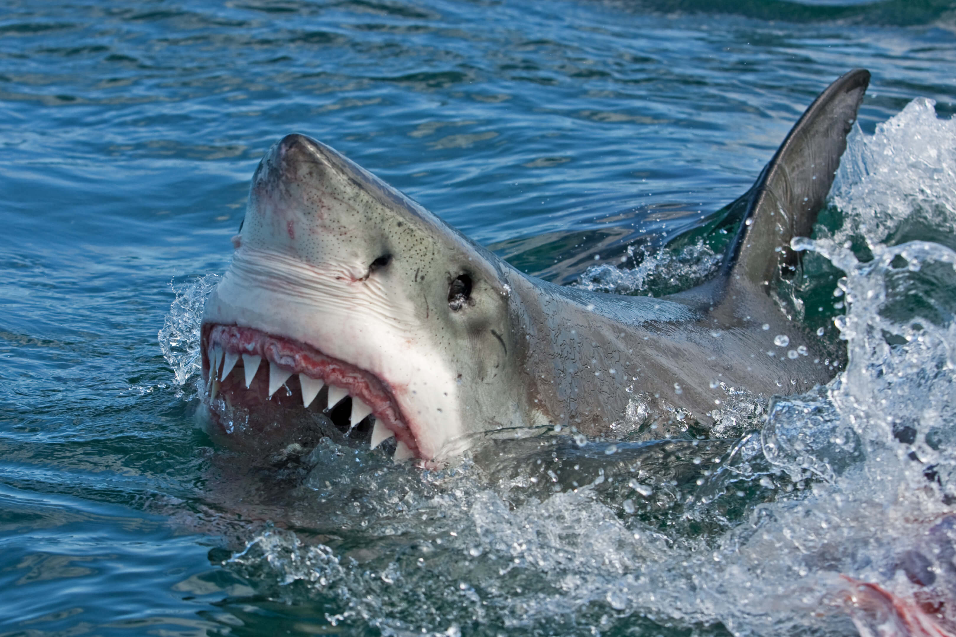 Акула напала туриста. Большая белая акула (Carcharodon carcharias). Белая акула людоед кархародон.