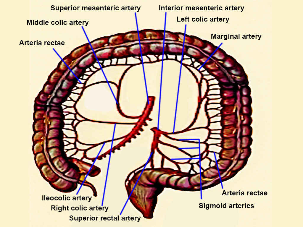 <p>Colon Arteries