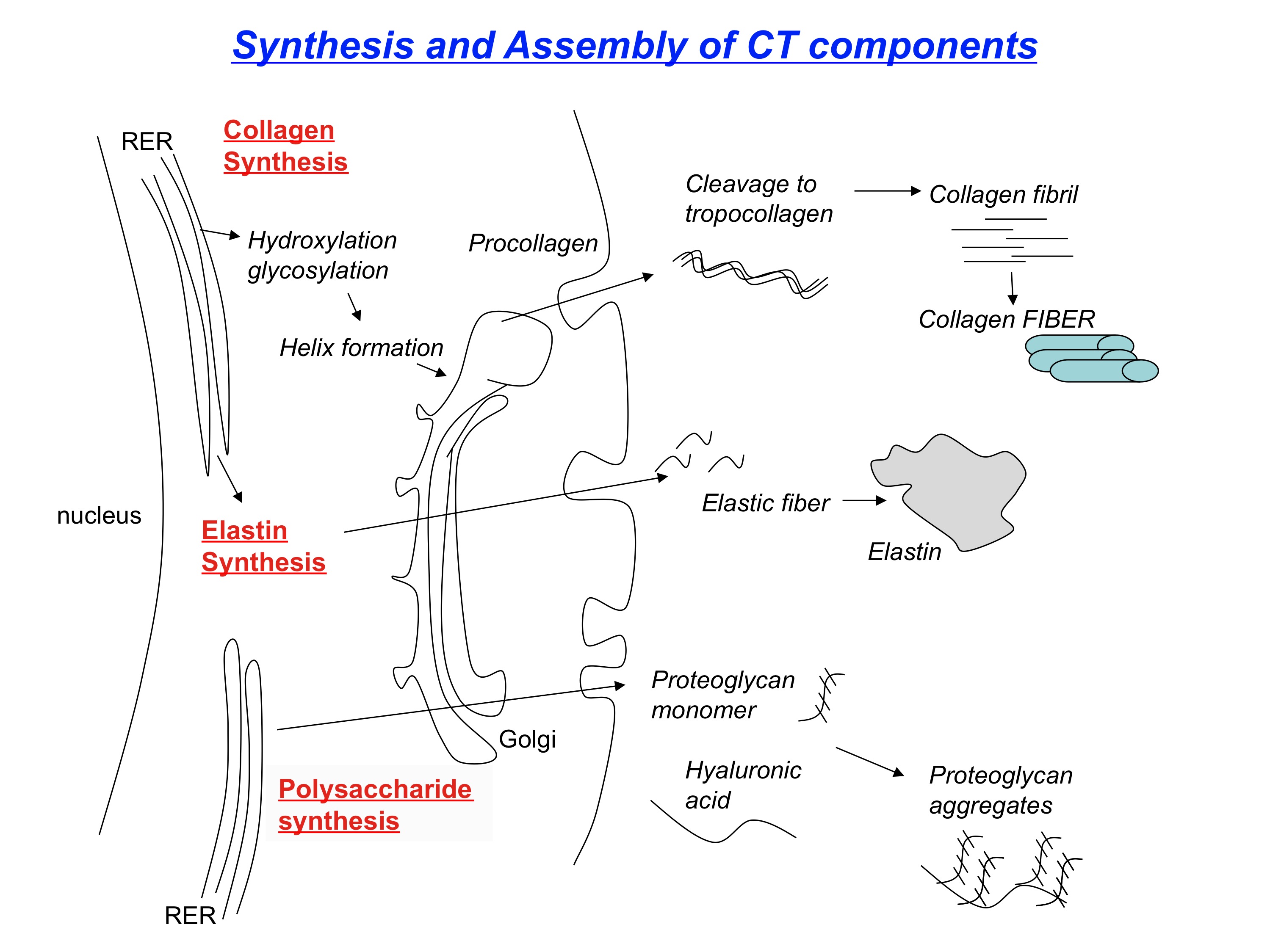 <p>Review of Collagen Synthesis