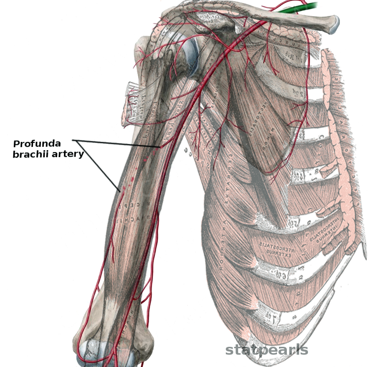 <p>Profunda Brachii&nbsp;Artery. Shown here is the anterior view of the deep brachial artery.</p>