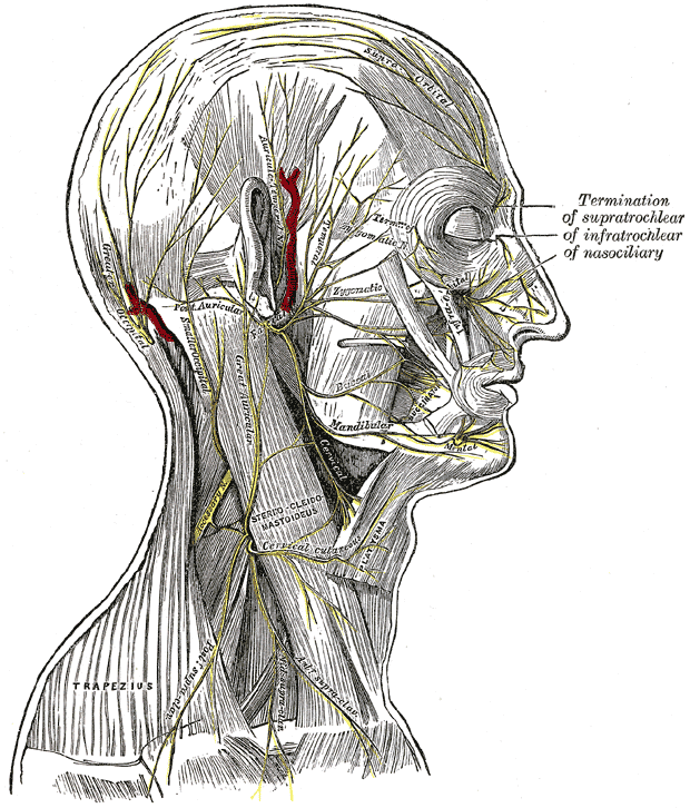 <p>Superficial nerves of the head and neck</p>