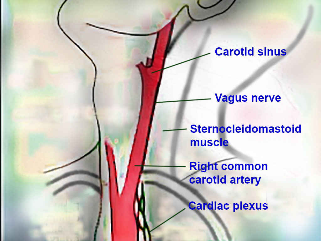 <p>Neck Anatomy