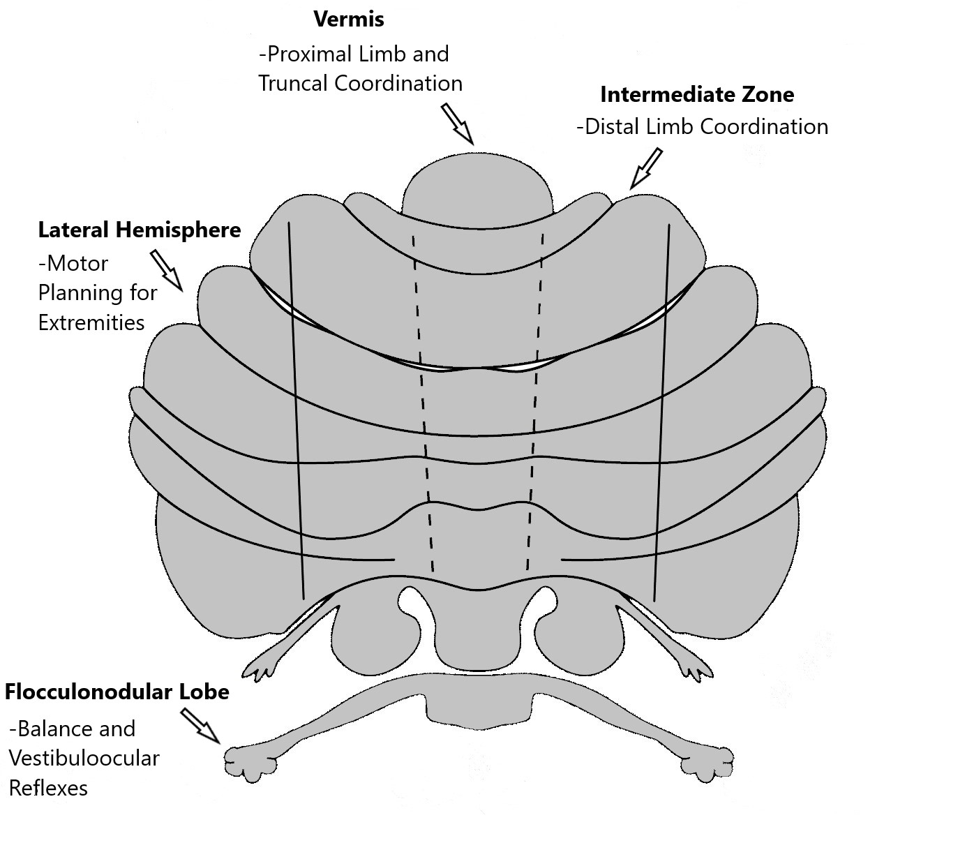 Functional zones of the cerebellum.