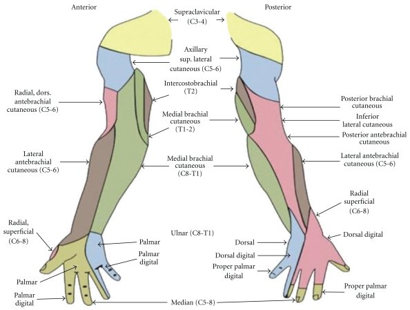 Cutaneous innervation of the shoulder and upper limb