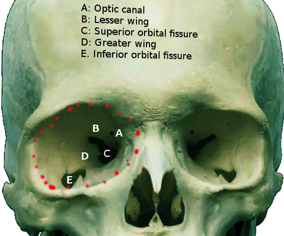 Optic canal