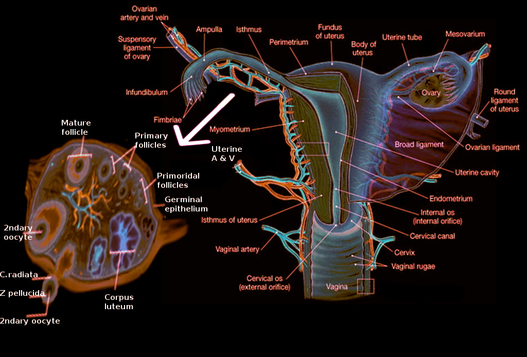 <p>Ovary Anatomy