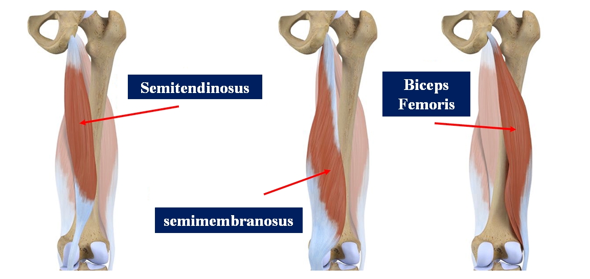 <p>Hamstring Muscles