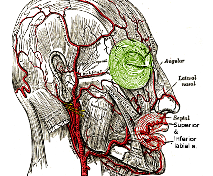 Labial artery