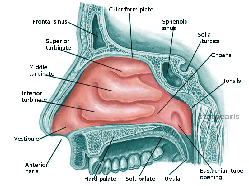 <p>Nasal Cavity