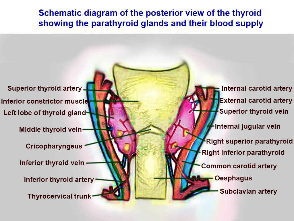 <p>Thyroid Arteries, Veins, and Muscles