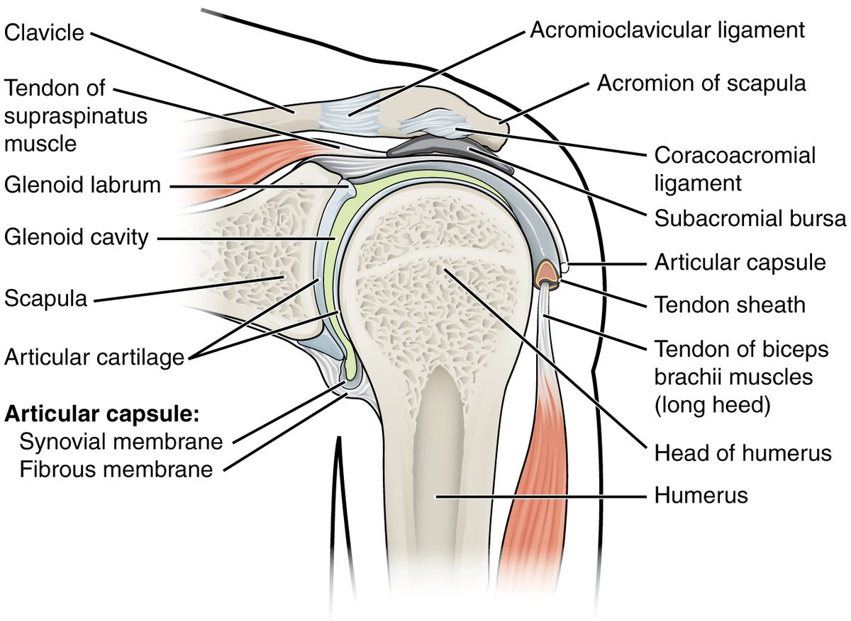 <p>Shoulder Joint Anatomy