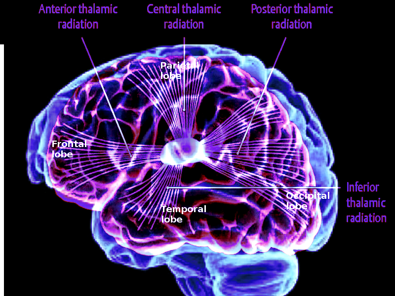 Thalamocortical projections