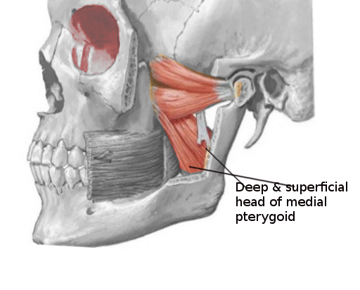 Medial pterygoid muscle