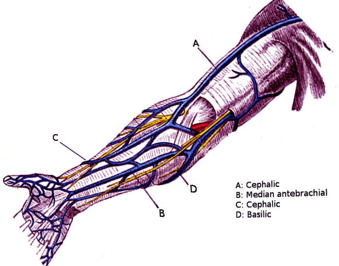 Veins of the arm