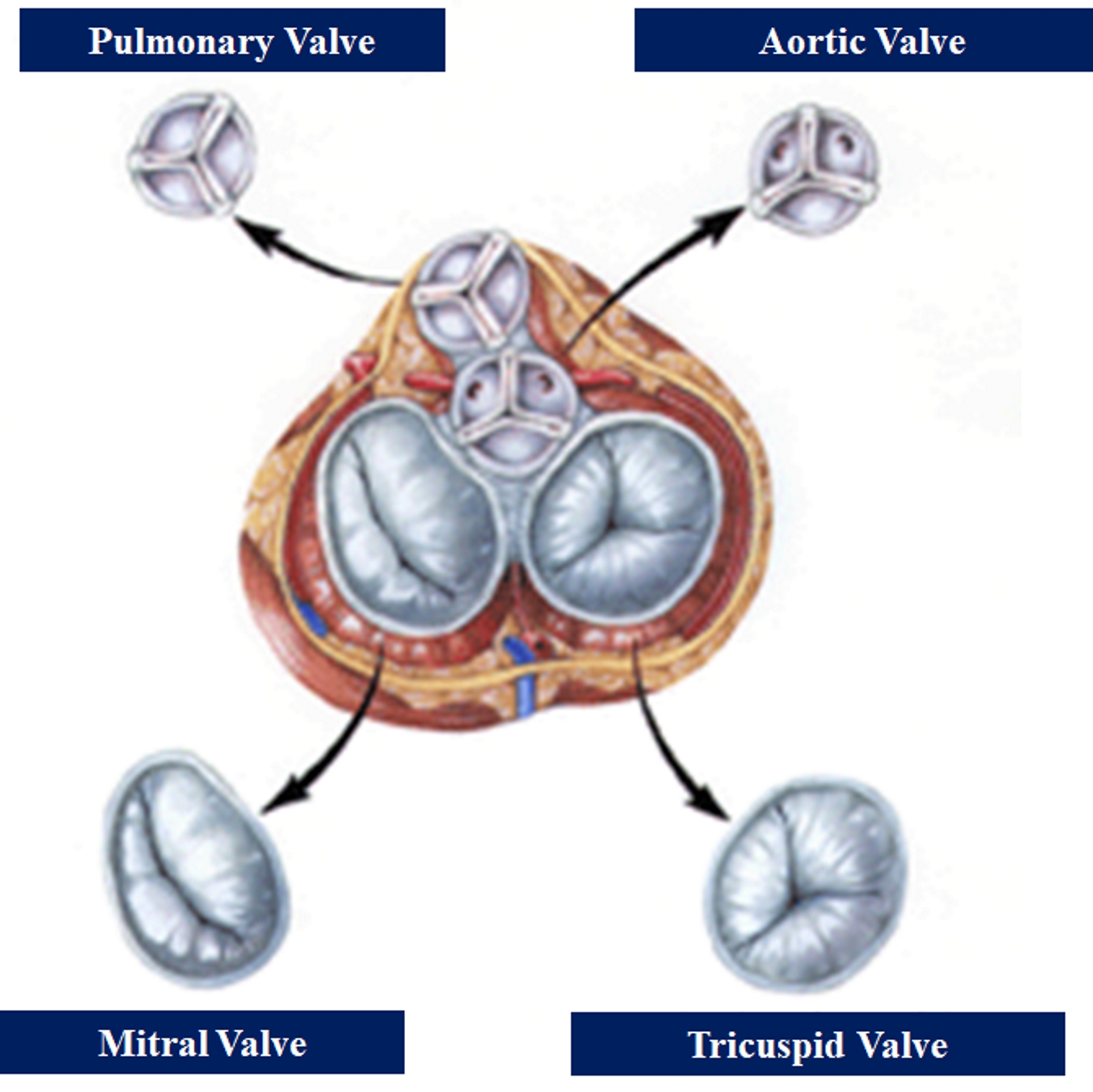 The image shows the four heart valves.