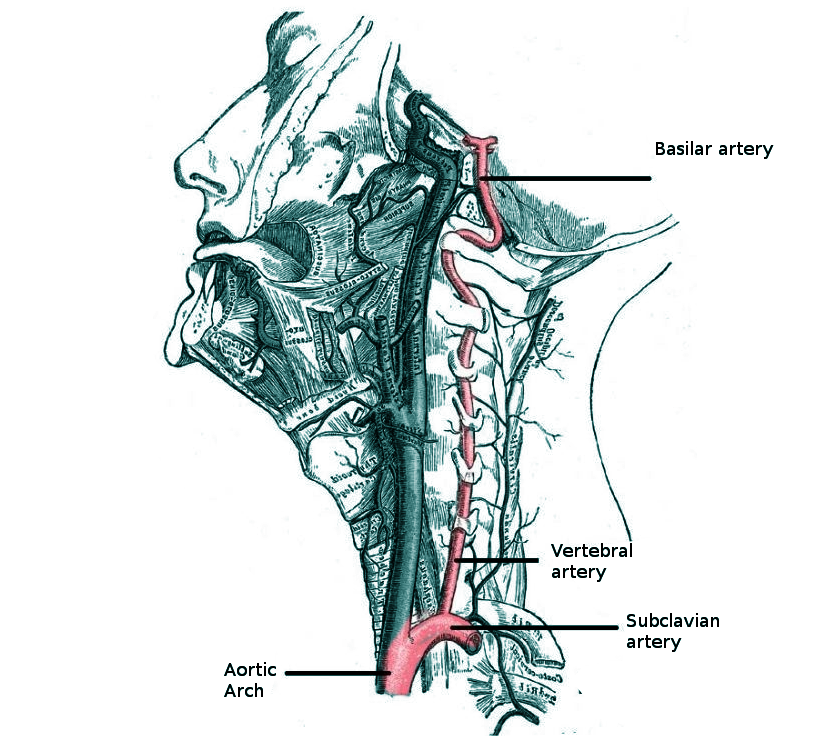 <p>Vertebral Artery Anatomy in the Neck Region