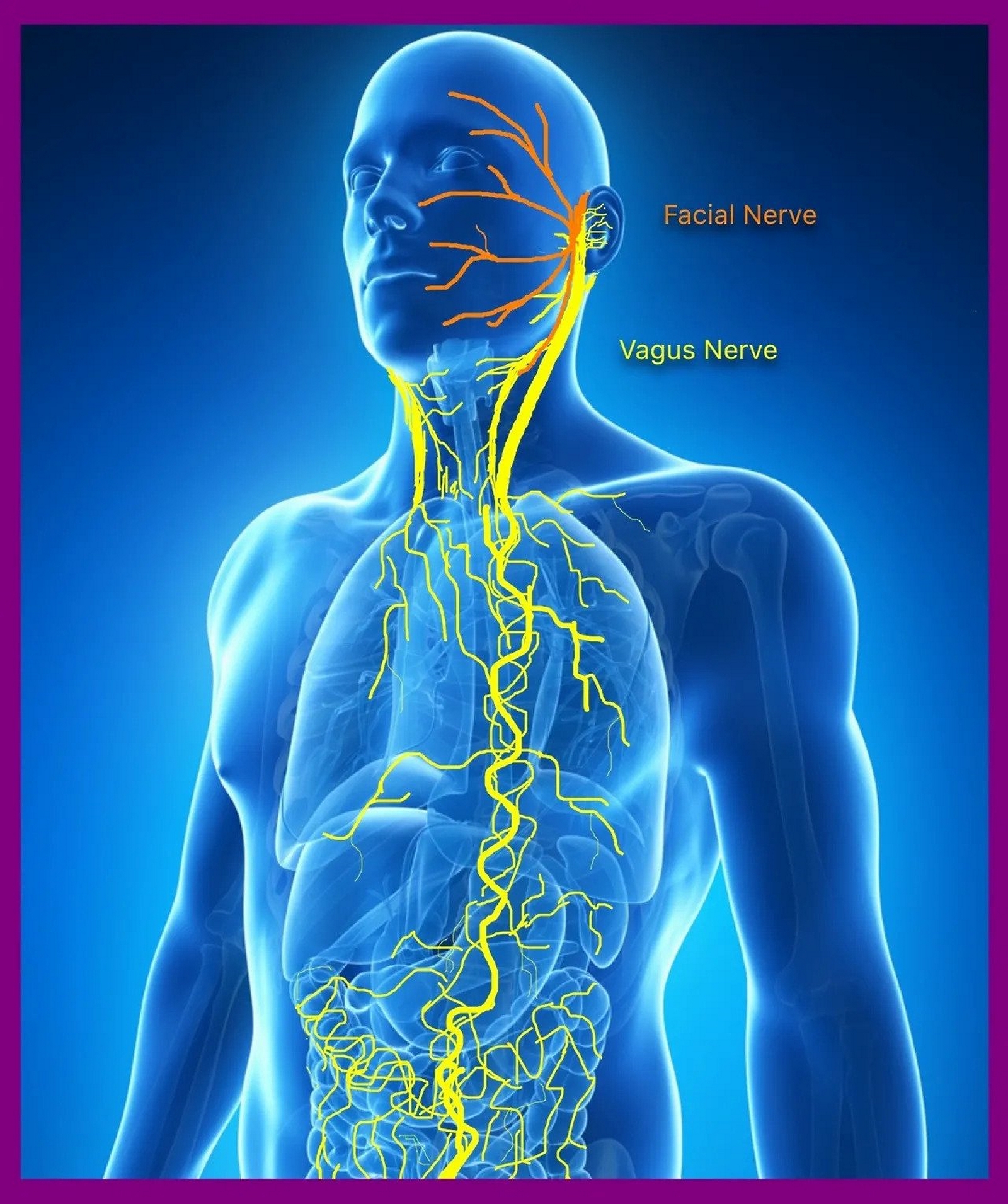 <p>Path of the Vagus Nerve. The image shows the path of the vagus nerve (and a section of the facial nerve).</p>