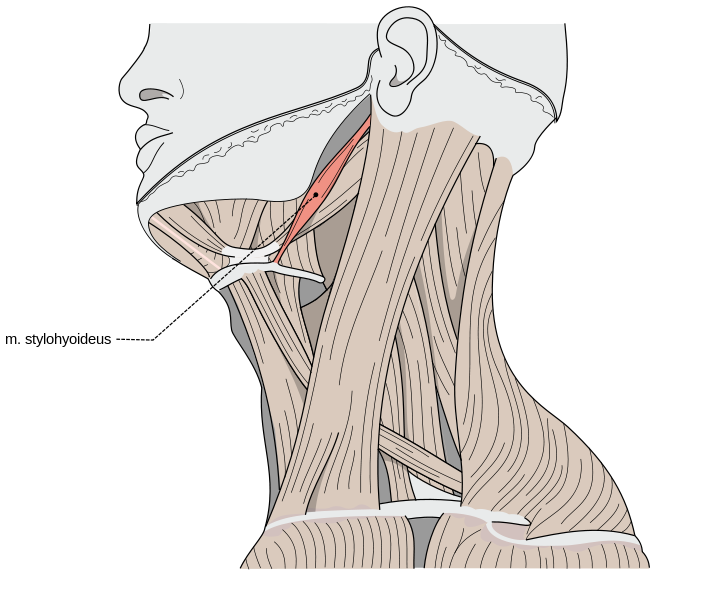 <p>Stylohyoid Muscle</p>