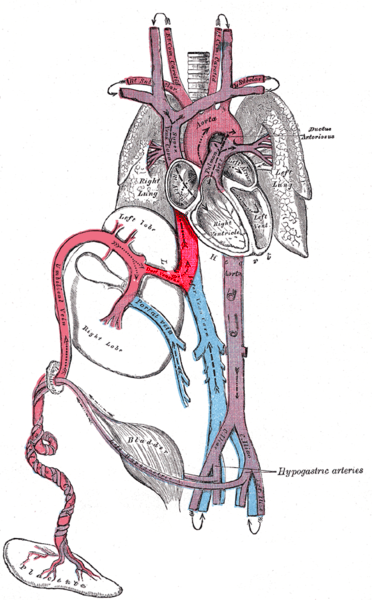 Ductus venosus connecting to the IVC