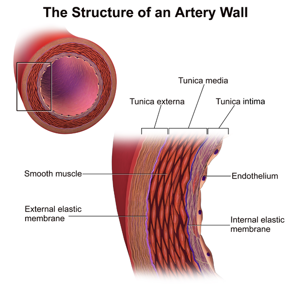Wall of the artery