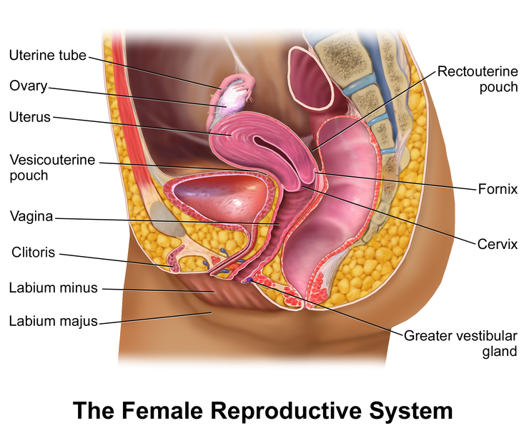 <p>The Female Reproductive&nbsp;System