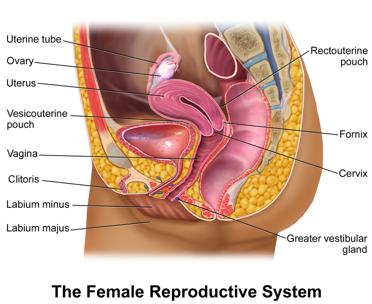 Laparoscopic repair of irreducible femoral hernia containing the fallopian  tube alone: a case report, Surgical Case Reports