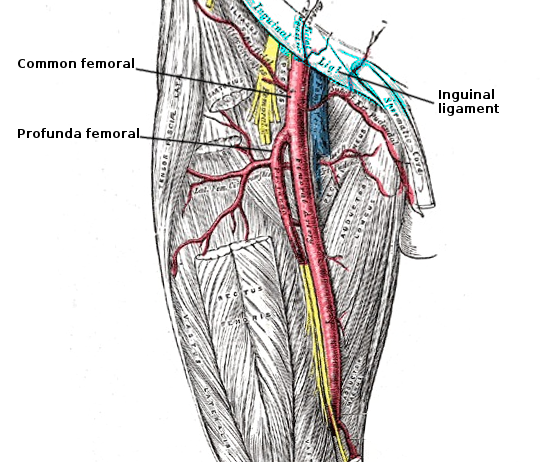 <p>Femoral Artery Anatomy</p>
