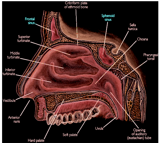 <p>Sinus Anatomy. Illustrated image&nbsp;showcasing&nbsp;significant features around&nbsp;the facial sinuses.</p>