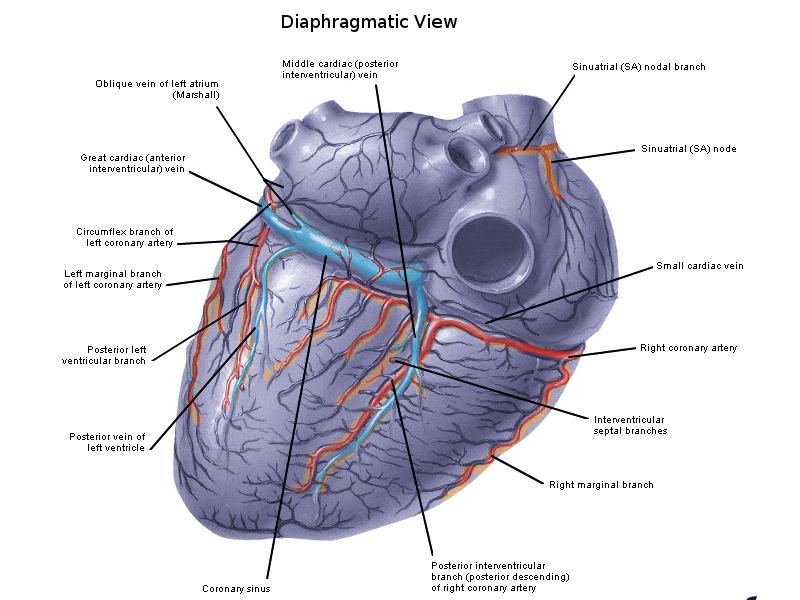 Anatomy Thorax Heart Veins Article