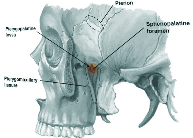 Sphenopalatine foramen