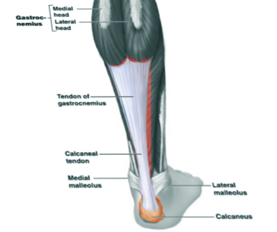 <p>Achilles Tendon Anatomy. Anatomy of Achilles tendon.</p>