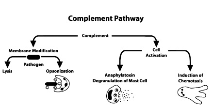 Biological effects of complement activation