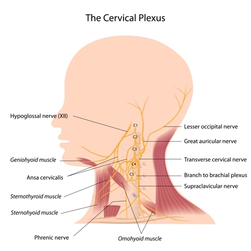 <p>Cervical Plexus. This illustration shows cervical nerves C1 to C5 and the regions they innervate.&nbsp;</p>