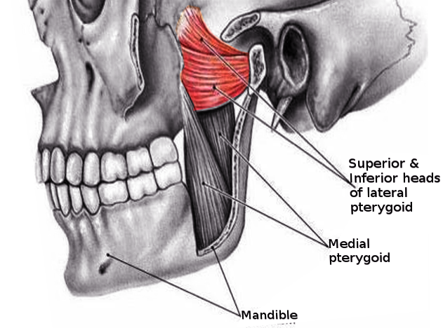 <p>Lateral Pterygoid Muscle