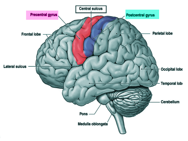 Post and pre central gyrus