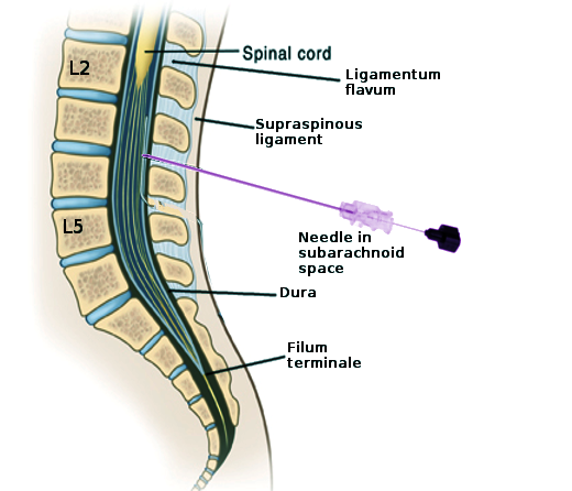 Anatomy of the distal lumbar spine