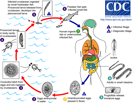 <p>Diphyllobothriids Tapeworm Lifecycle</p>