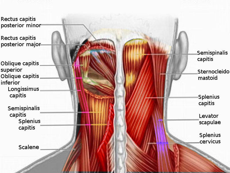 Anatomy Head And Neck Posterior Cervical Region Article
