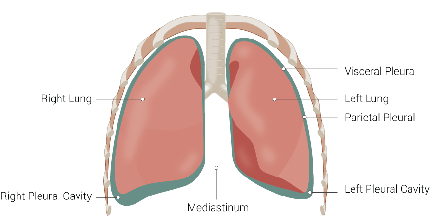 <p>Lung Anatomy.&nbsp;</p>